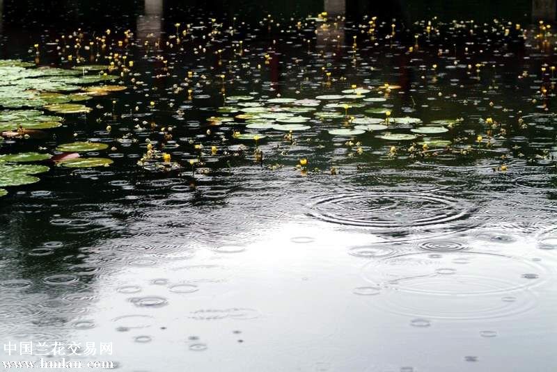 [转贴]雨中哭泣-茶余兰后-中国兰花交易网社区
