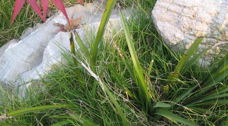 请看兰花的自然生长环境和是什么虫的屎-以兰