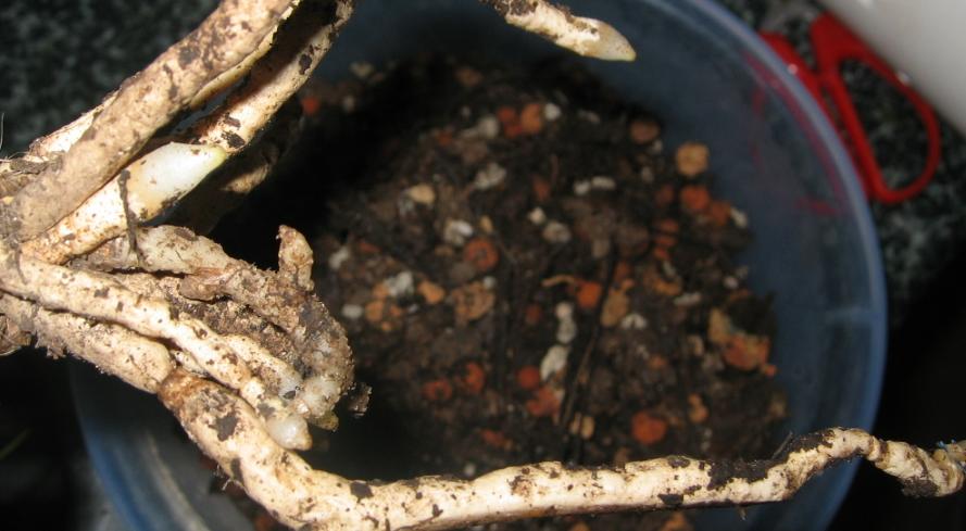 请看兰花的自然生长环境和是什么虫的屎-以兰