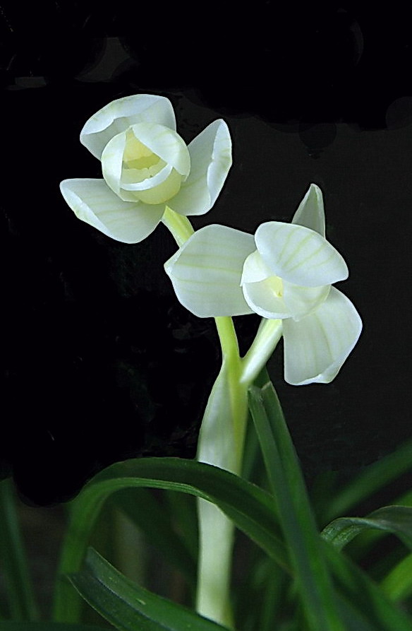 最新荷瓣鉴赏标准-国兰文化-中国兰花交易网社