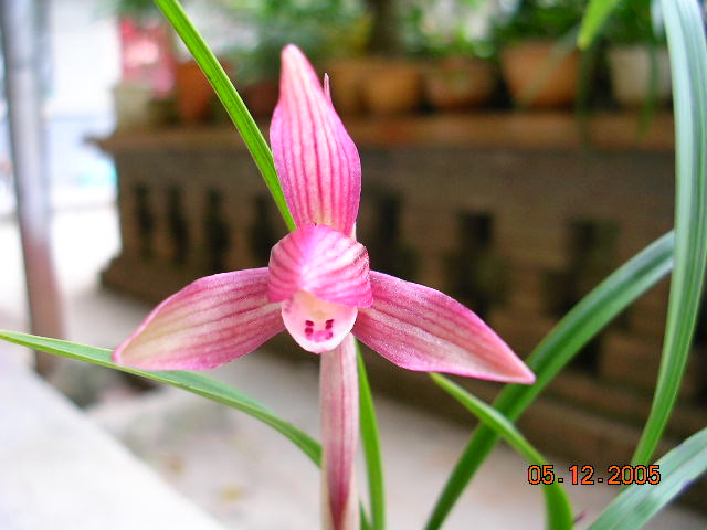 春兰朵香_桃红花-春兰篇-中国兰花交易网社区