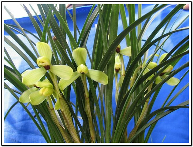 春兰(水仙瓣)-春兰篇-中国兰花交易网社区