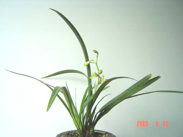 这棵四季兰开的是什么花-建兰篇-中国兰花交易