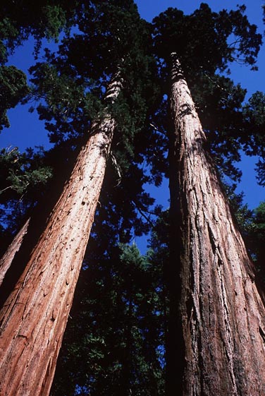 今年的高考0分作文(转贴)-茶余兰后-中国兰花交