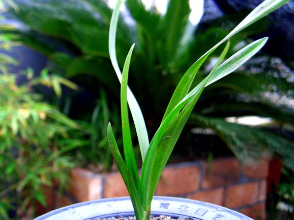 请看春剑叶型草-春剑篇-中国兰花交易网社区图片