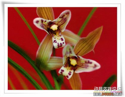 好蝶-以兰会友-中国兰花交易网社区
