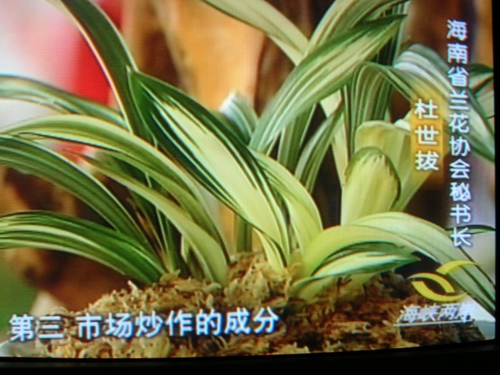 [贴图]中央电视4台18日晚8:40报道三亚兰展专