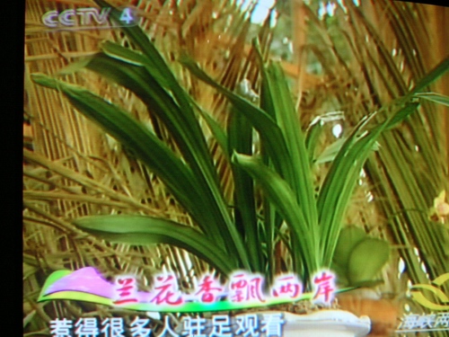 [贴图]中央电视4台18日晚8:40报道三亚兰展专