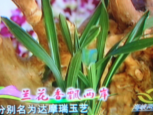 [贴图]中央电视4台18日晚8:40报道三亚兰展专