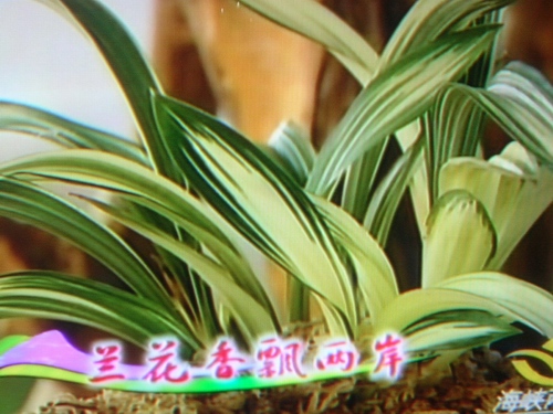 [贴图]中央电视4台18日晚8:40报道三亚兰展专