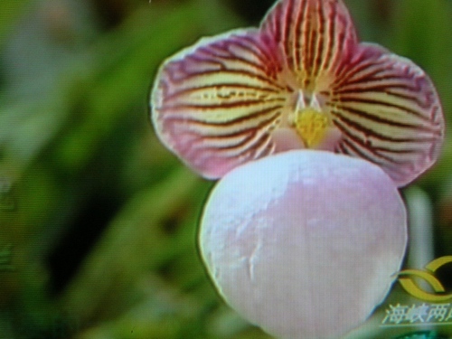 [贴图]中央电视4台18日晚8:40报道三亚兰展专