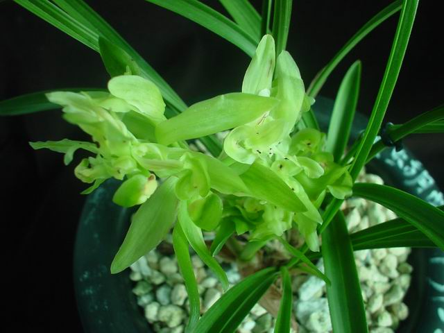 邱老板请看 重拍补过 贴,大富贵开花了-以兰会