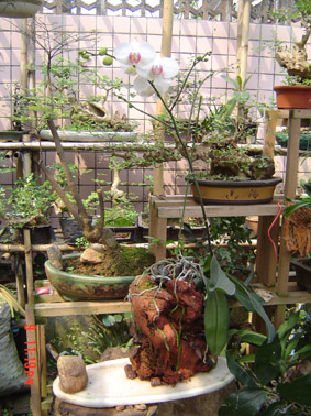 朋友种在火山石上的蝴蝶兰和血叶兰-以兰会友