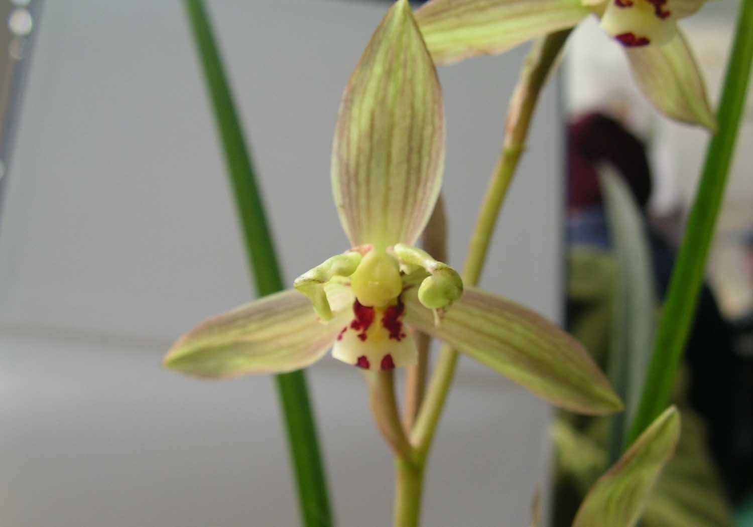 上次传的梅型水仙瓣照片太小现在重传啊!-以兰